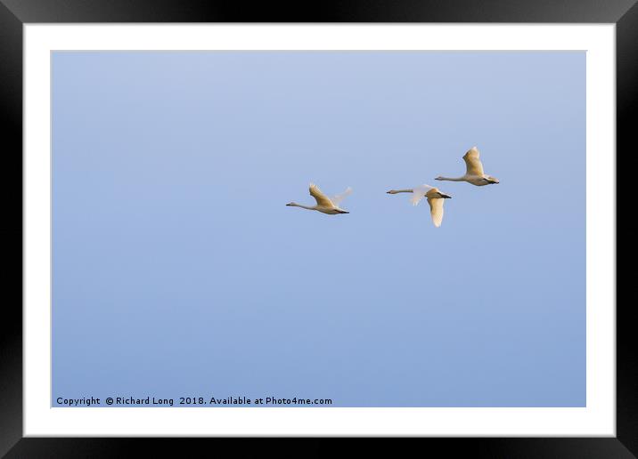  Three Whooper swans Framed Mounted Print by Richard Long