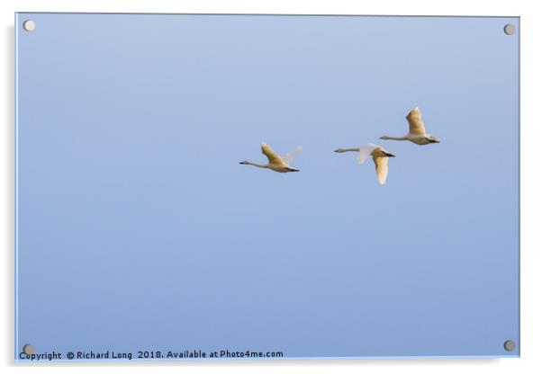  Three Whooper swans Acrylic by Richard Long