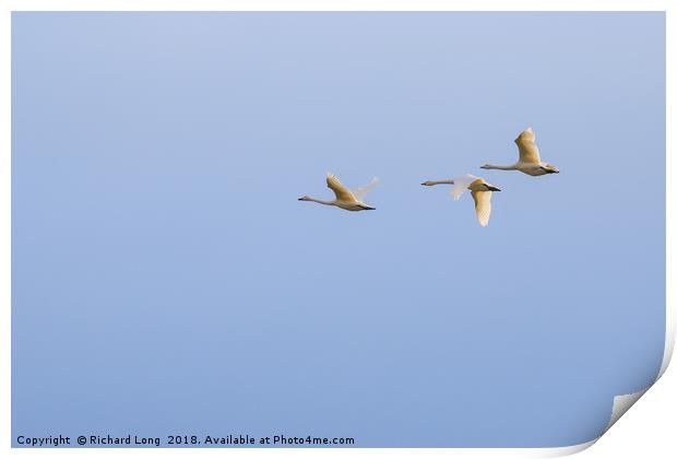  Three Whooper swans Print by Richard Long