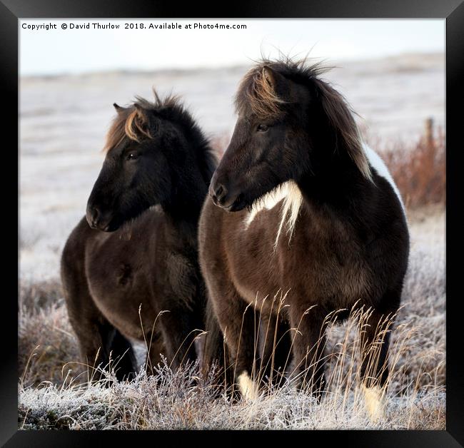 Icelandic Ponies Framed Print by David Thurlow