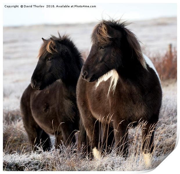 Icelandic Ponies Print by David Thurlow