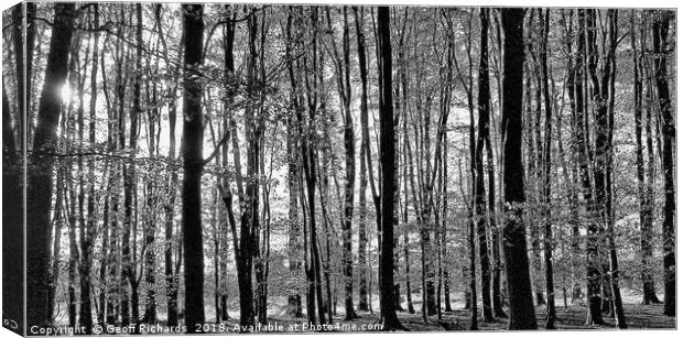 Tall Trees in The Black & White Woods  Canvas Print by Geoff Richards