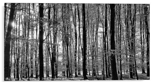 Tall Trees in The Black & White Woods  Acrylic by Geoff Richards