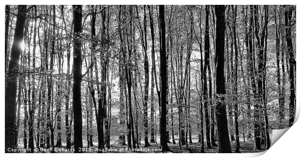 Tall Trees in The Black & White Woods  Print by Geoff Richards