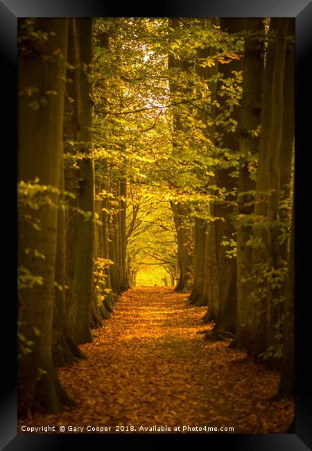Autumn Forest High Elms Framed Print by Gary Cooper