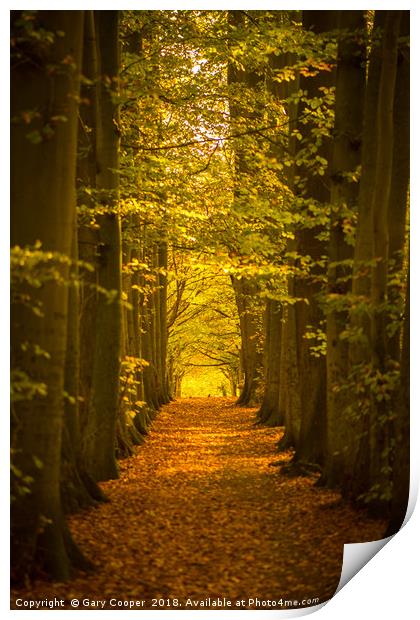 Autumn Forest High Elms Print by Gary Cooper