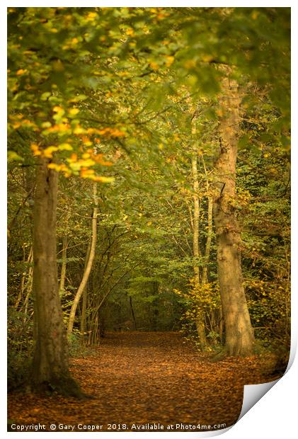 Autumn Walks High Elms Print by Gary Cooper
