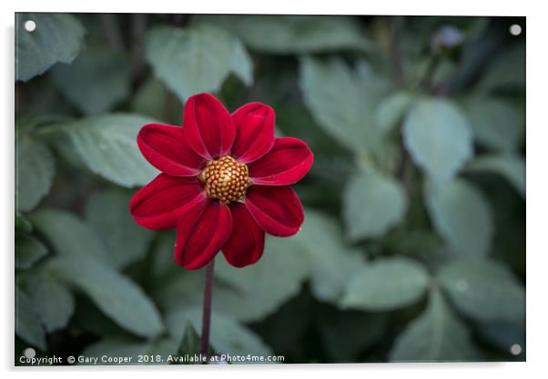 Beautiful Zinnia Flower Acrylic by Gary Cooper