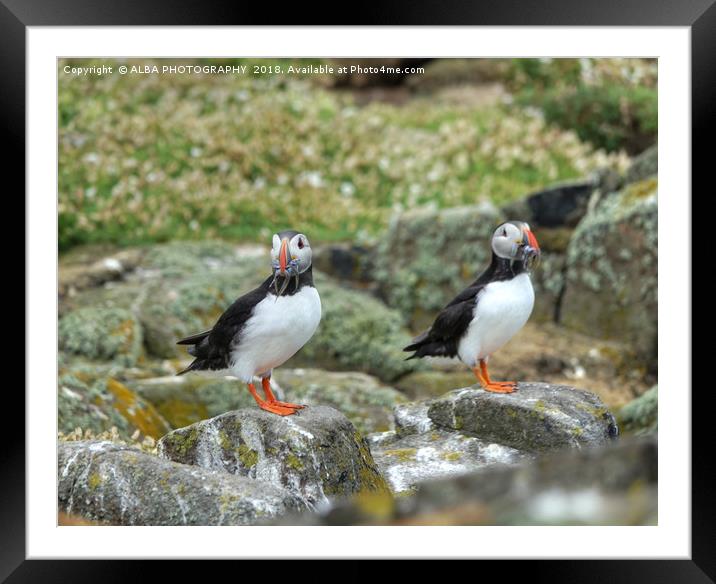 The Atlantic Puffins Framed Mounted Print by ALBA PHOTOGRAPHY