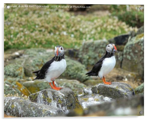 The Atlantic Puffins Acrylic by ALBA PHOTOGRAPHY