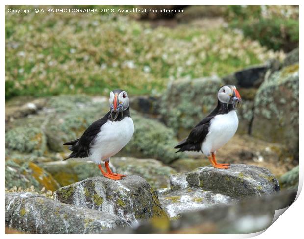 The Atlantic Puffins Print by ALBA PHOTOGRAPHY
