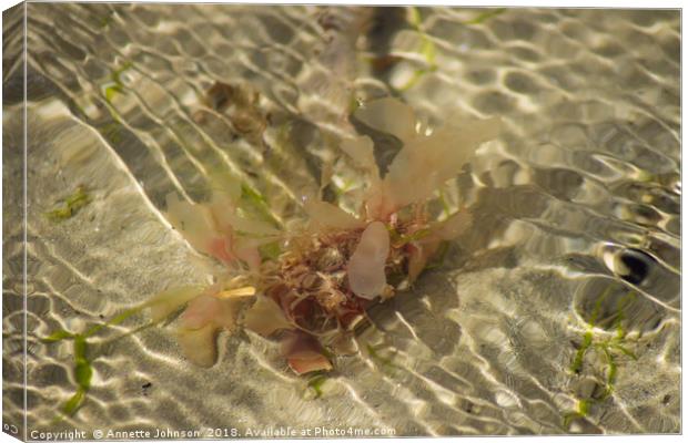 Sea Wee'd Canvas Print by Annette Johnson