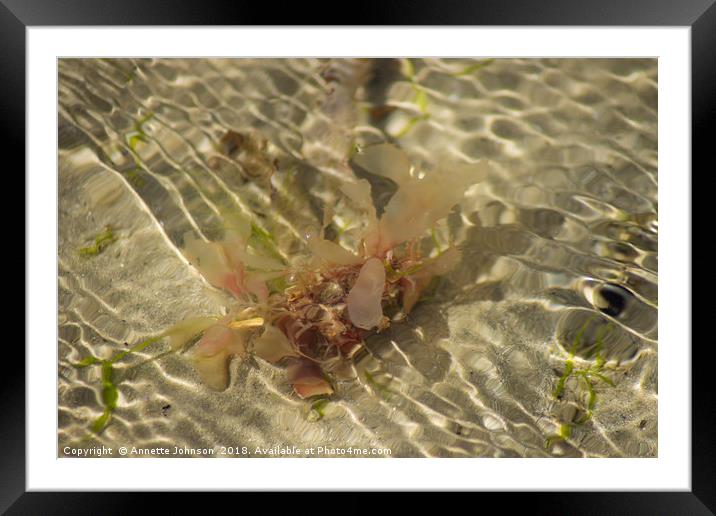 Sea Wee'd Framed Mounted Print by Annette Johnson
