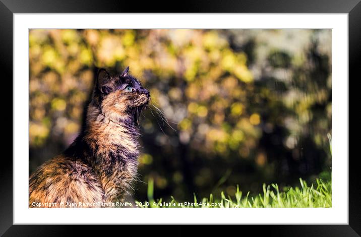 Pretty green eye cat Framed Mounted Print by Juan Ramón Ramos Rivero