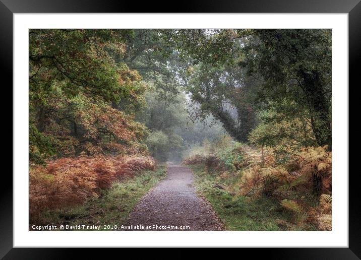 Misty Autumn Morning Walk Framed Mounted Print by David Tinsley