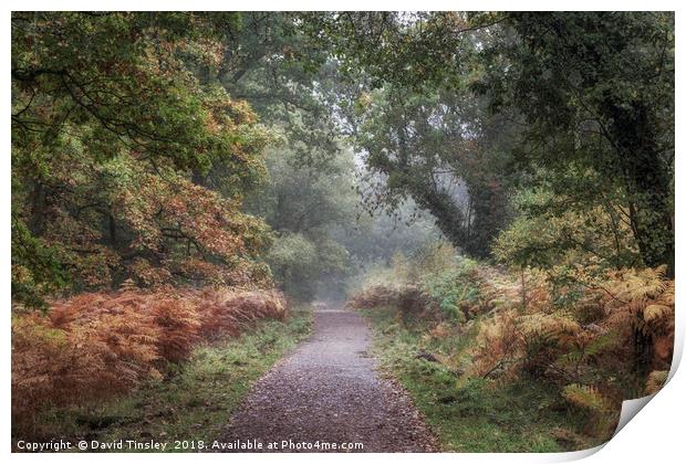 Misty Autumn Morning Walk Print by David Tinsley