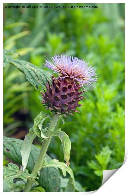 Thistle of Scotland Print by Bill Spiers