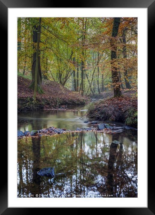 Autumn along the Brook - 2 Framed Mounted Print by David Tinsley