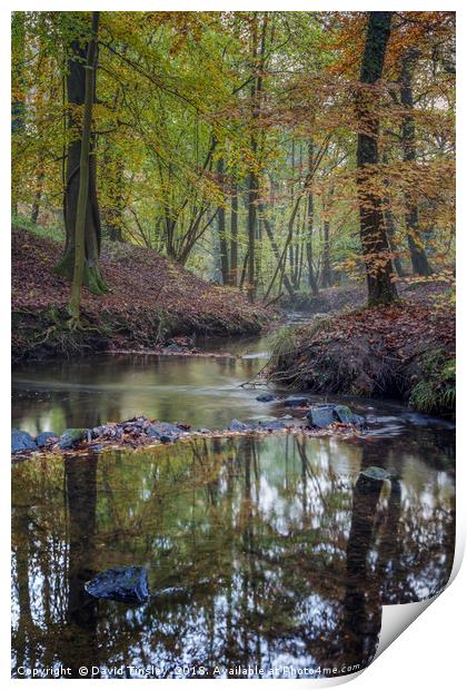 Autumn along the Brook - 2 Print by David Tinsley
