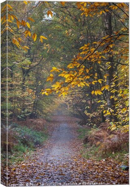Autumn Footpath Canvas Print by David Tinsley