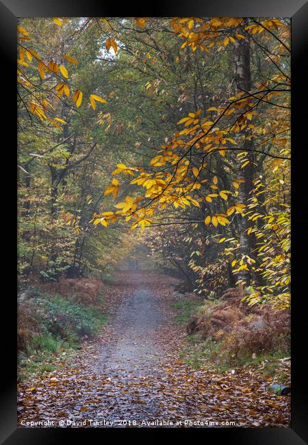 Autumn Footpath Framed Print by David Tinsley