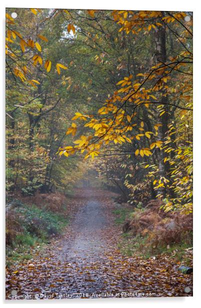 Autumn Footpath Acrylic by David Tinsley