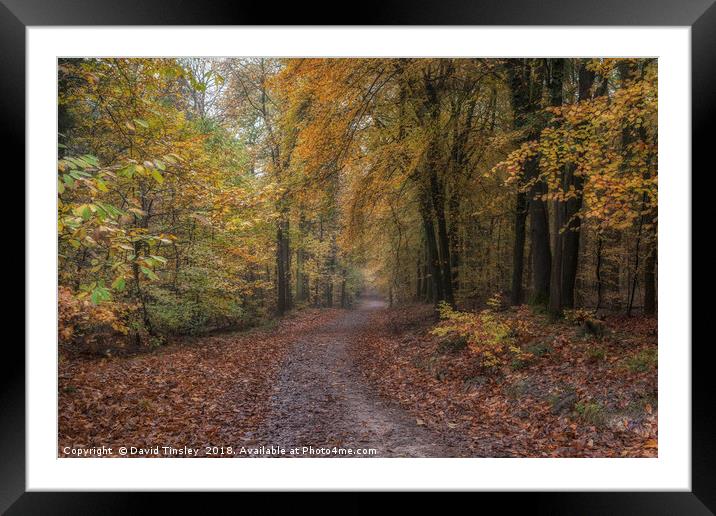 Autumn Display Framed Mounted Print by David Tinsley