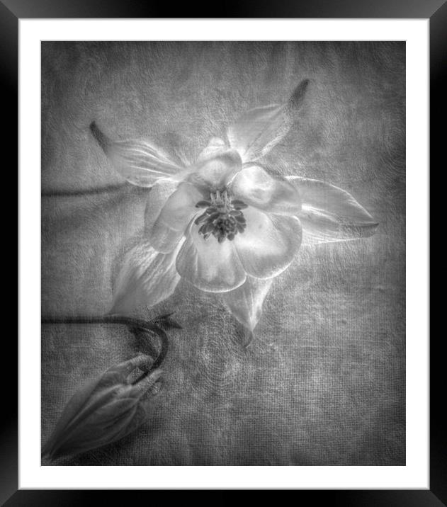 flower and bud Framed Mounted Print by sue davies