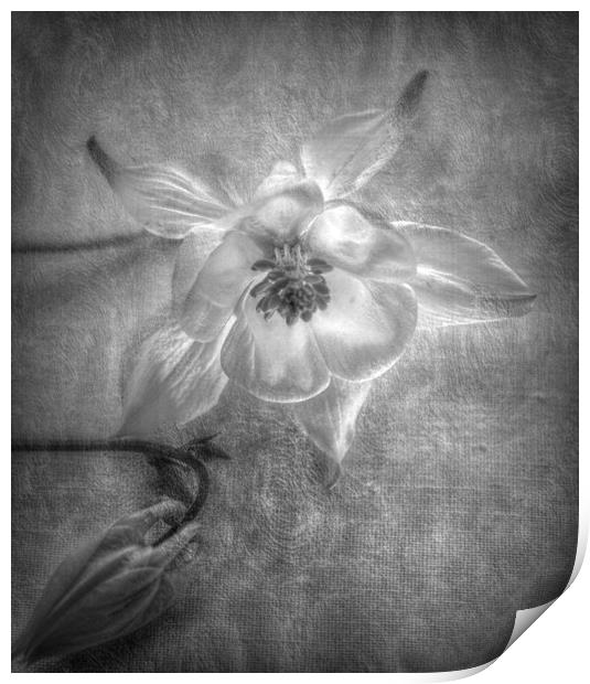 flower and bud Print by sue davies