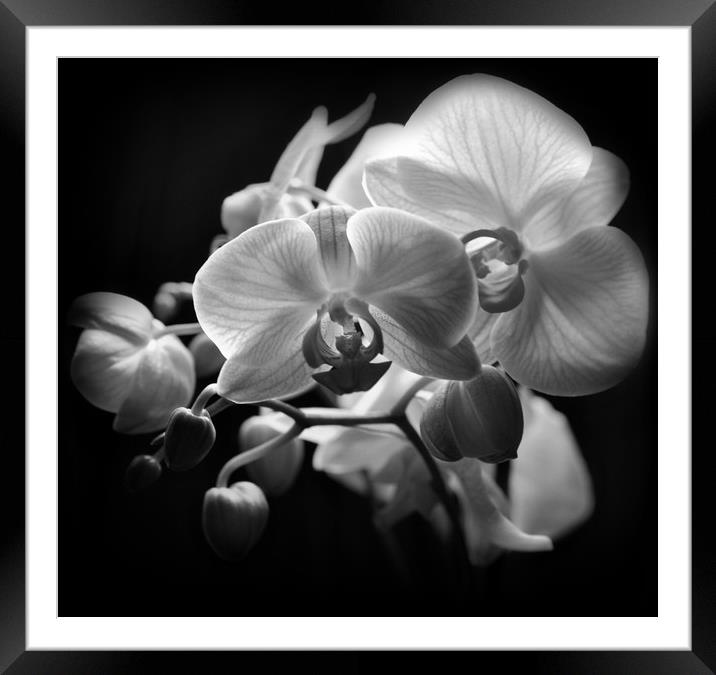 vibrant orchids Framed Mounted Print by sue davies