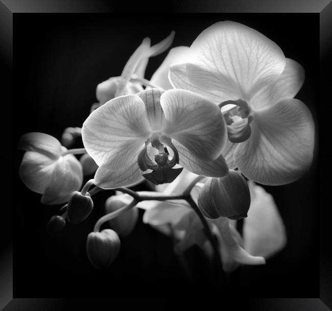 vibrant orchids Framed Print by sue davies