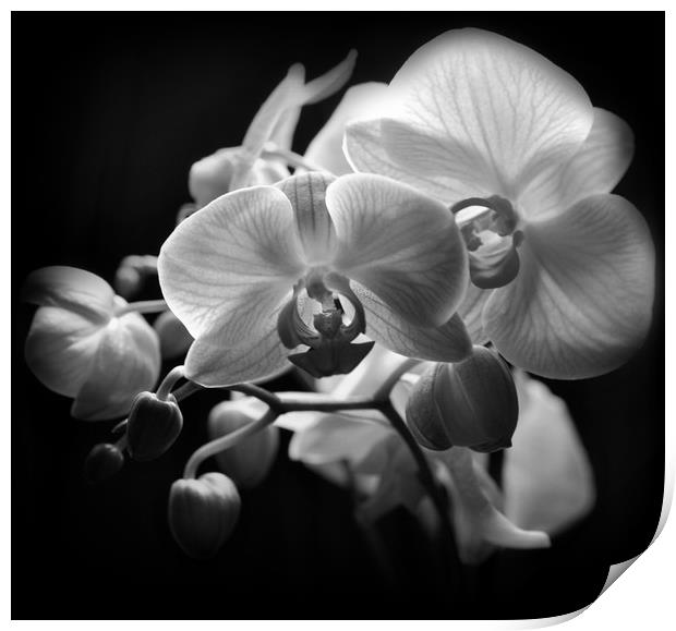 vibrant orchids Print by sue davies