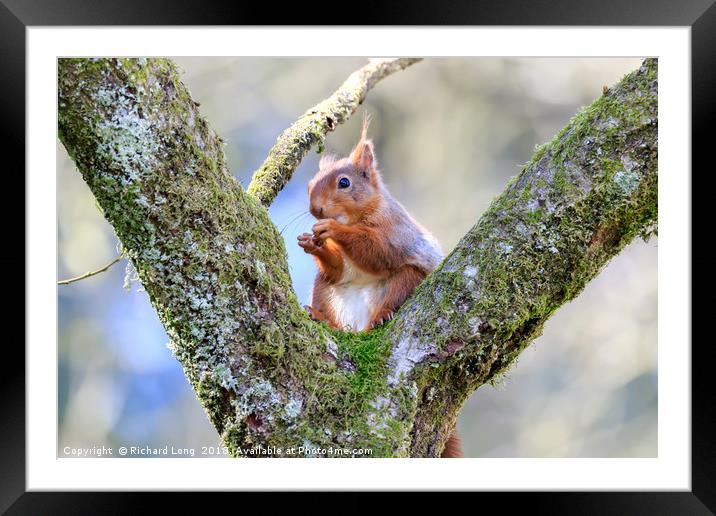 Cute Red Squirrel sitting on branches of a tree Framed Mounted Print by Richard Long