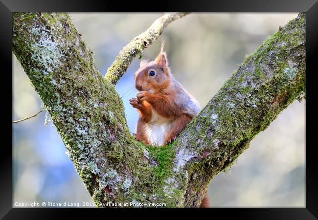 Cute Red Squirrel sitting on branches of a tree Framed Print by Richard Long