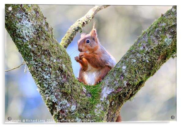 Cute Red Squirrel sitting on branches of a tree Acrylic by Richard Long