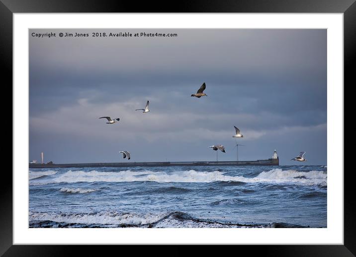 Seagulls Framed Mounted Print by Jim Jones