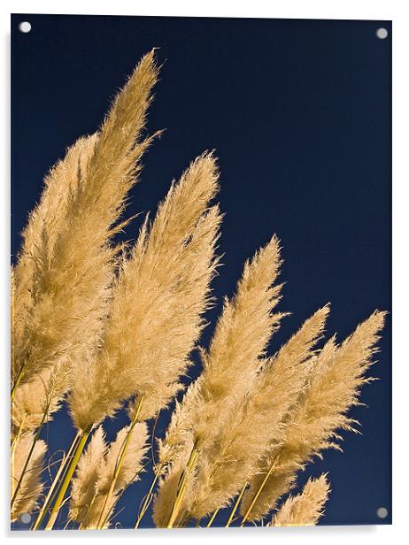 Pampas Grass Acrylic by Geoff Storey