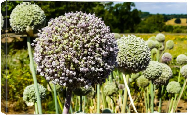 Naturally growing vegetable allium flowers, UK Canvas Print by Stephen Robinson