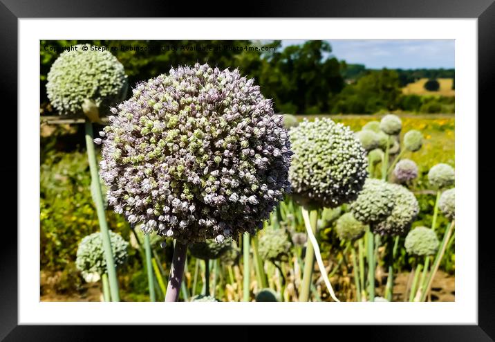 Naturally growing vegetable allium flowers, UK Framed Mounted Print by Stephen Robinson