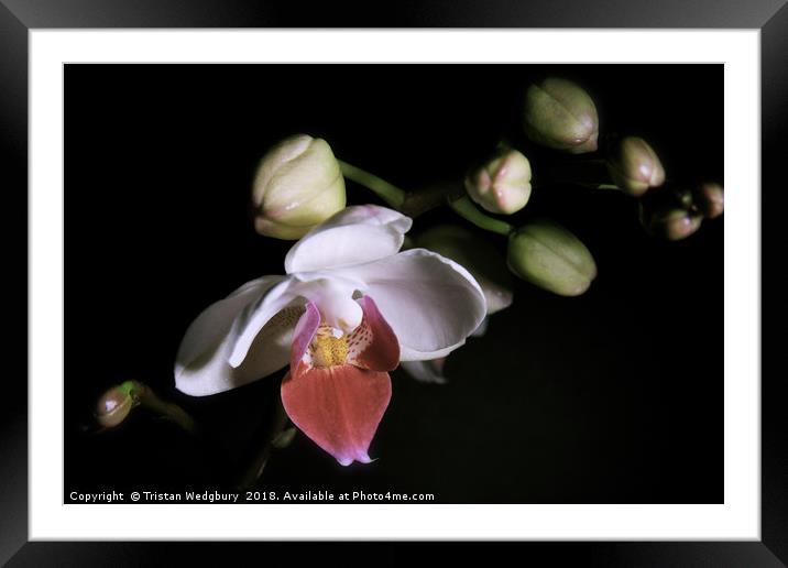Orchid in Bloom Framed Mounted Print by Tristan Wedgbury