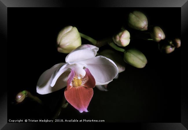 Orchid in Bloom Framed Print by Tristan Wedgbury