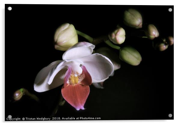 Orchid in Bloom Acrylic by Tristan Wedgbury