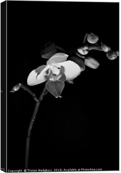 Black and White Orchid Canvas Print by Tristan Wedgbury