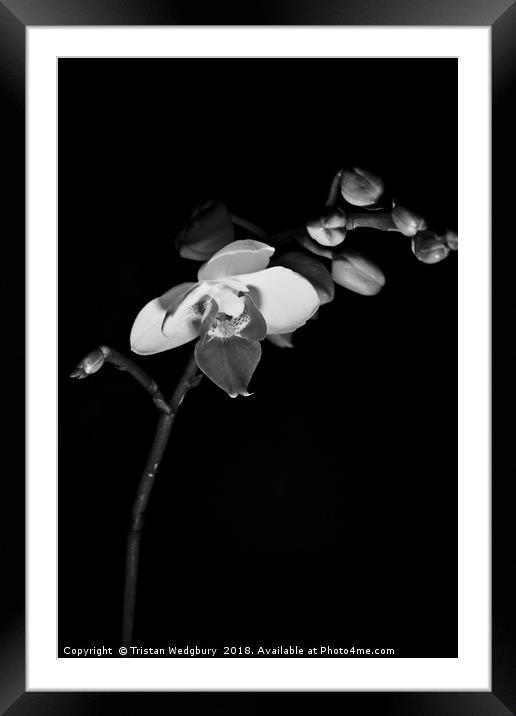 Black and White Orchid Framed Mounted Print by Tristan Wedgbury