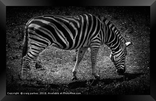 Amazing Zebra Framed Print by craig parkes
