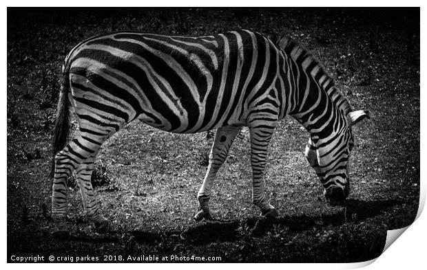 Amazing Zebra Print by craig parkes