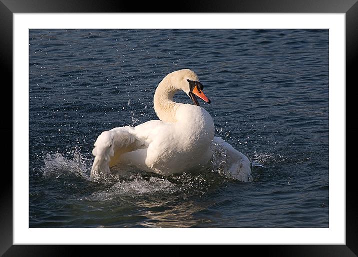 Mute Swan Framed Mounted Print by Geoff Storey