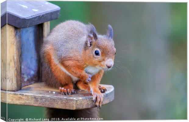 Red Squirrel sitting on feeder box Canvas Print by Richard Long