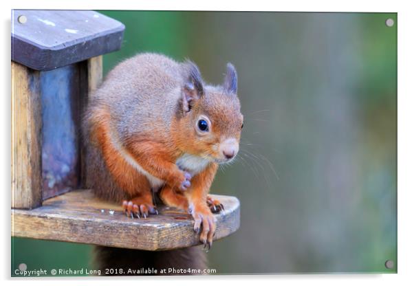 Red Squirrel sitting on feeder box Acrylic by Richard Long