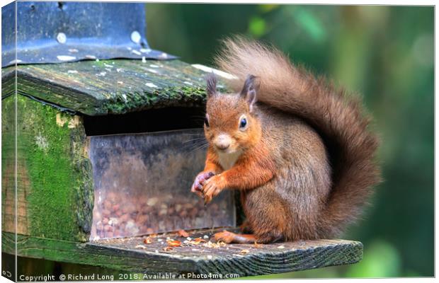 Inquisitive Red Squirrel  Canvas Print by Richard Long